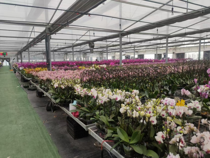 Flower Greenhouse With Environmental Control