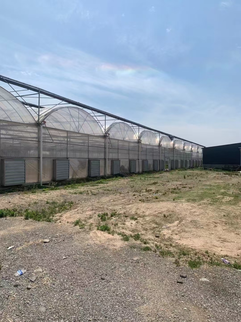 Tunnel à travées multiples recouvert de plastique