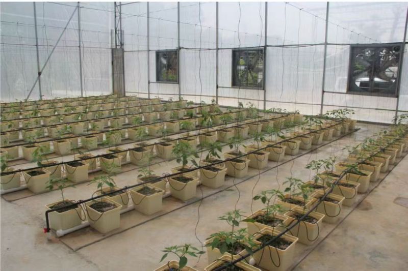 Dutch Grpwing Groove For Tomato And Pepper Or Cucumber