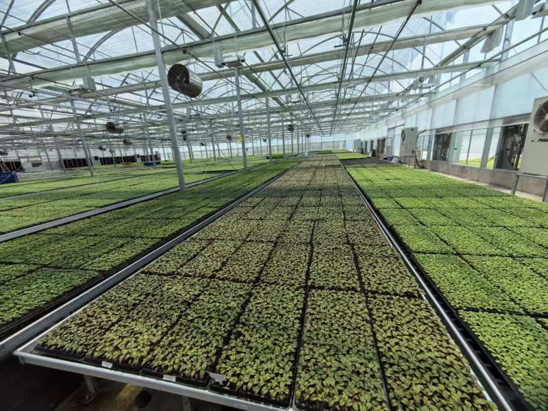 Serre fruitière avec contrôle environnemental