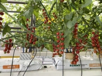 Sac de culture pour la culture de tomates