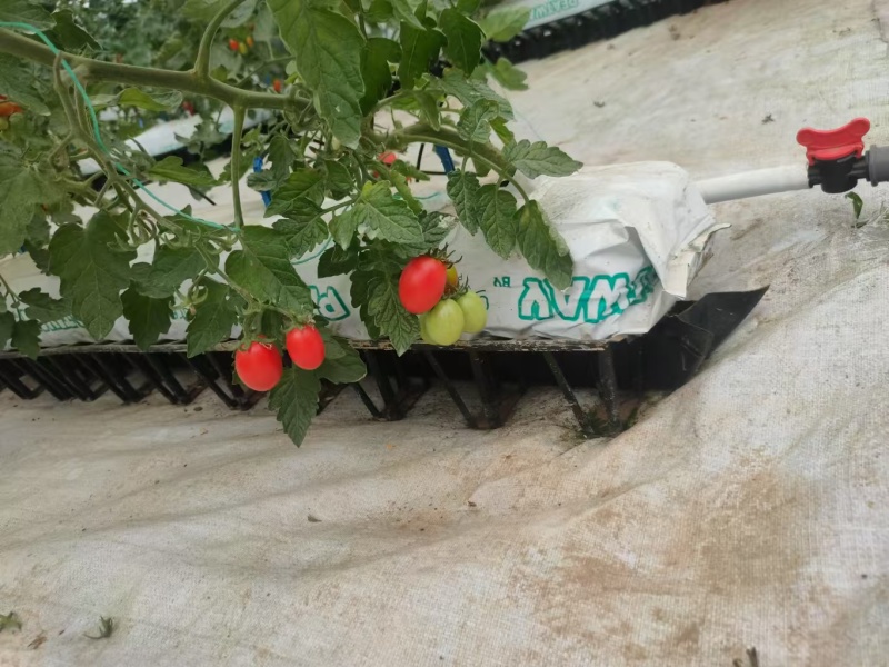 Sac de culture pour la culture de tomates