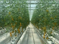 Sac de culture pour la culture de tomates