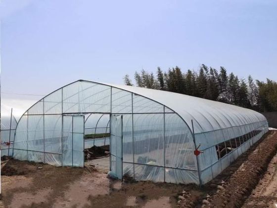 Serre à travée unique pour la culture de légumes