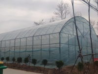 Serre à travée unique pour la culture de légumes