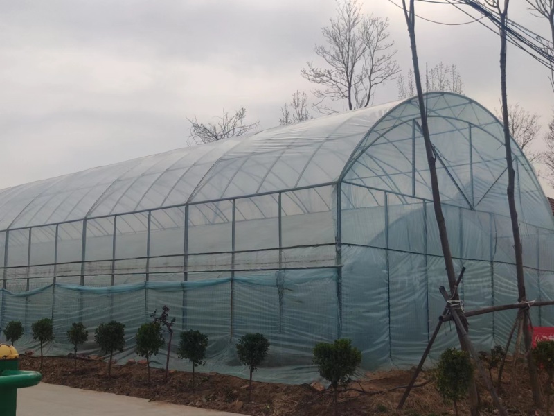 Serre à travée unique pour la culture de légumes