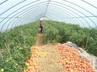 Serre à travée unique pour la culture de légumes
