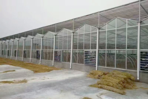 Organic Vegetable Greenhouse Planting System Used The Glass Greenhouse