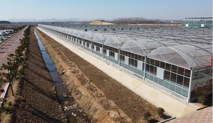 Multi-Span Film Greenhouse