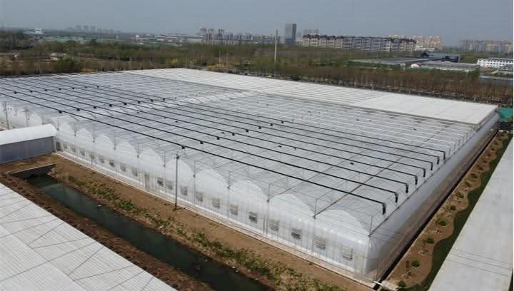 Hydroponic Film Greenhouse