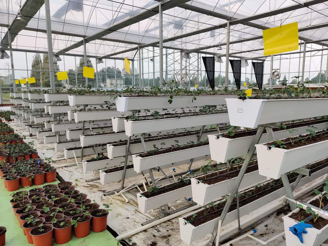 Multi-Span Film Greenhouse