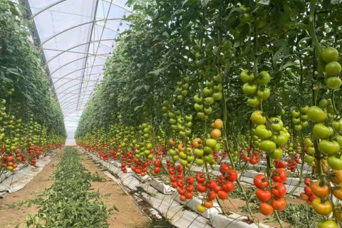 Multi-Span Film Greenhouse With Hydroponic System