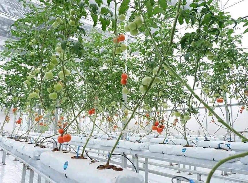 Intelligent Greenhouse