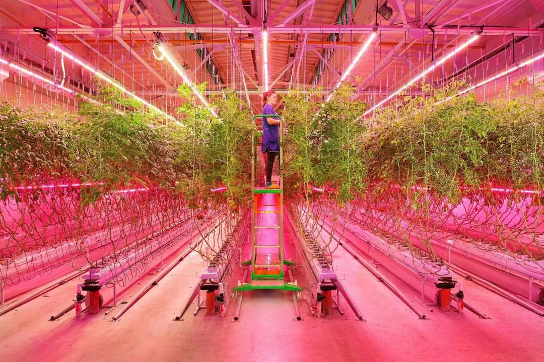 Tomato Growing System Greenhouse