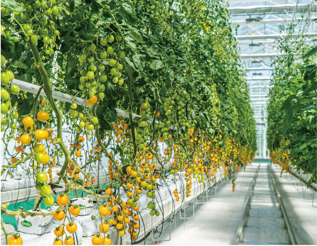 Glass Greenhouse