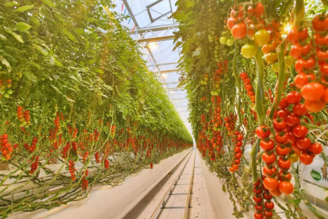 نظام زراعة الطماطم في دفيئة زجاجية ذكية - نموذج هولندي للزراعة بدون تربة وإنتاجية عالية