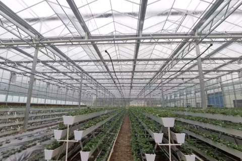 إنشاء صوبات زجاجية ذكية عالية الجودة - كفاءة عالية وجهد منخفض