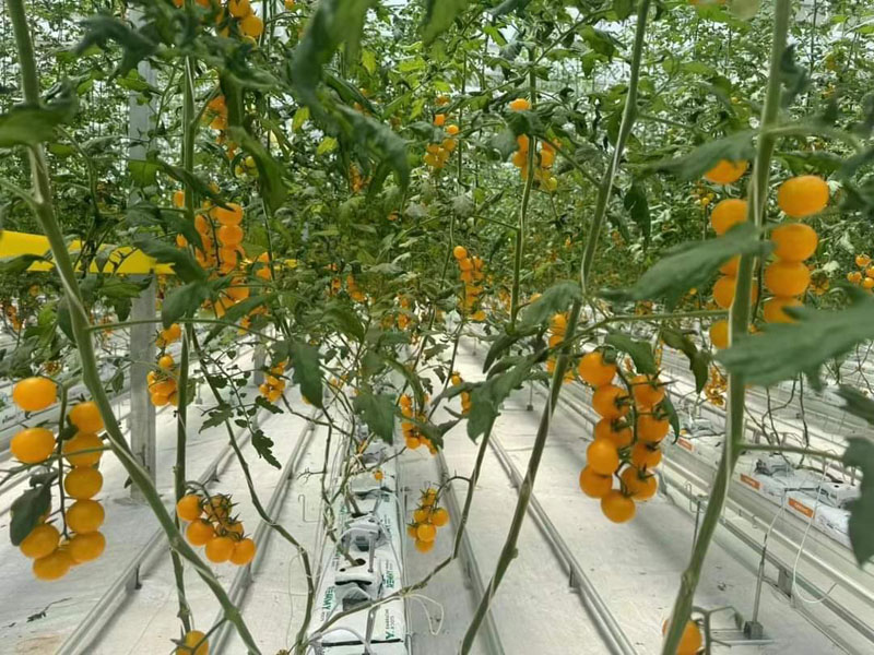 Glass Greenhouse