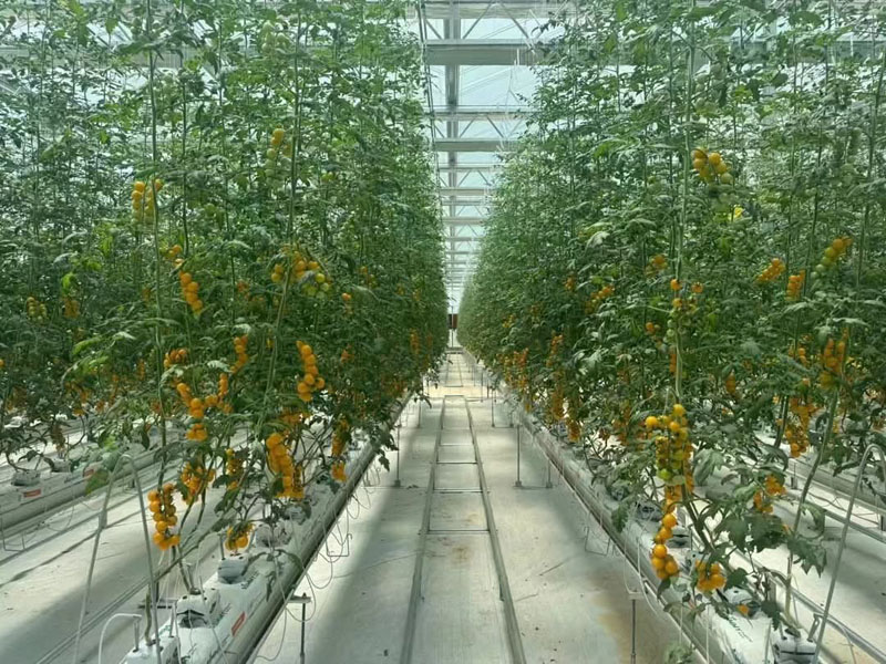 Intelligent Greenhouse