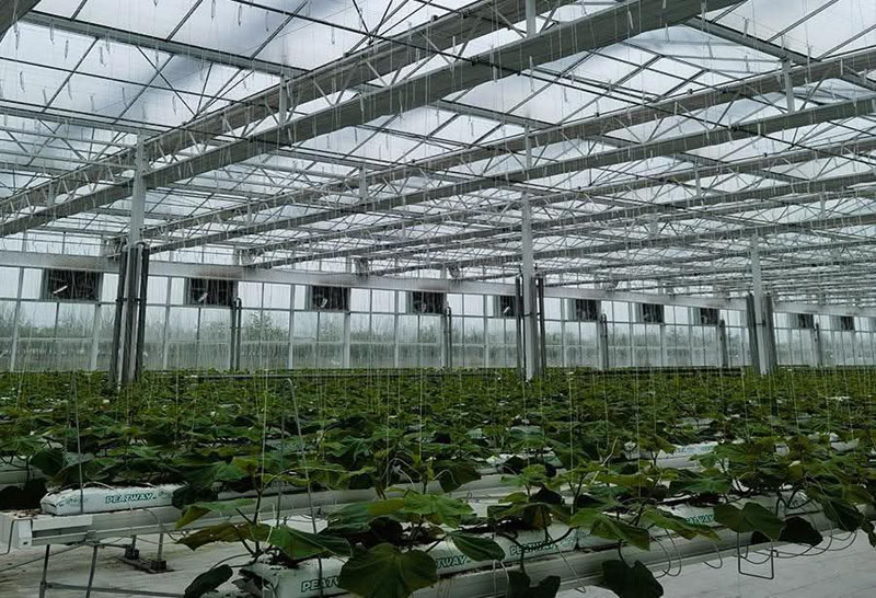 Glass Greenhouse