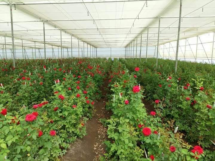 Commercial Vegetable Greenhouse Commercial Vegetable Greenhouse