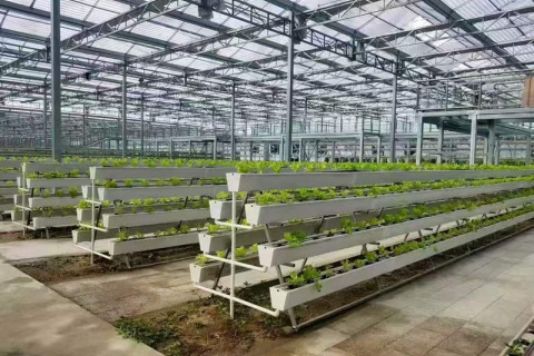 دفيئة فراولة جهاز كمبيوتر شخصي مع نظام زراعة مائية