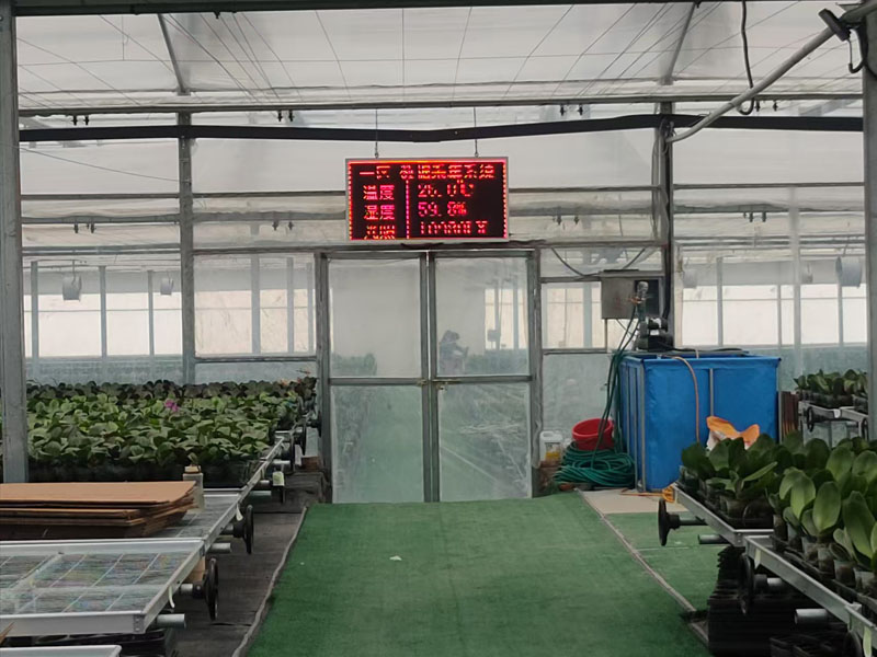 Strawberry Hydroponic System Strawberry Hydroponic System