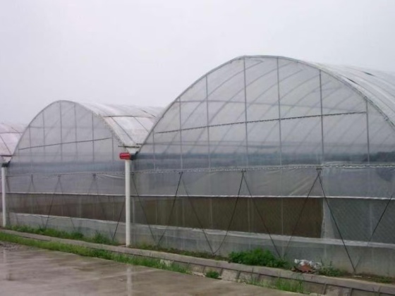 Film Greenhouse: The Efficient Protective Umbrella of Modern Agriculture