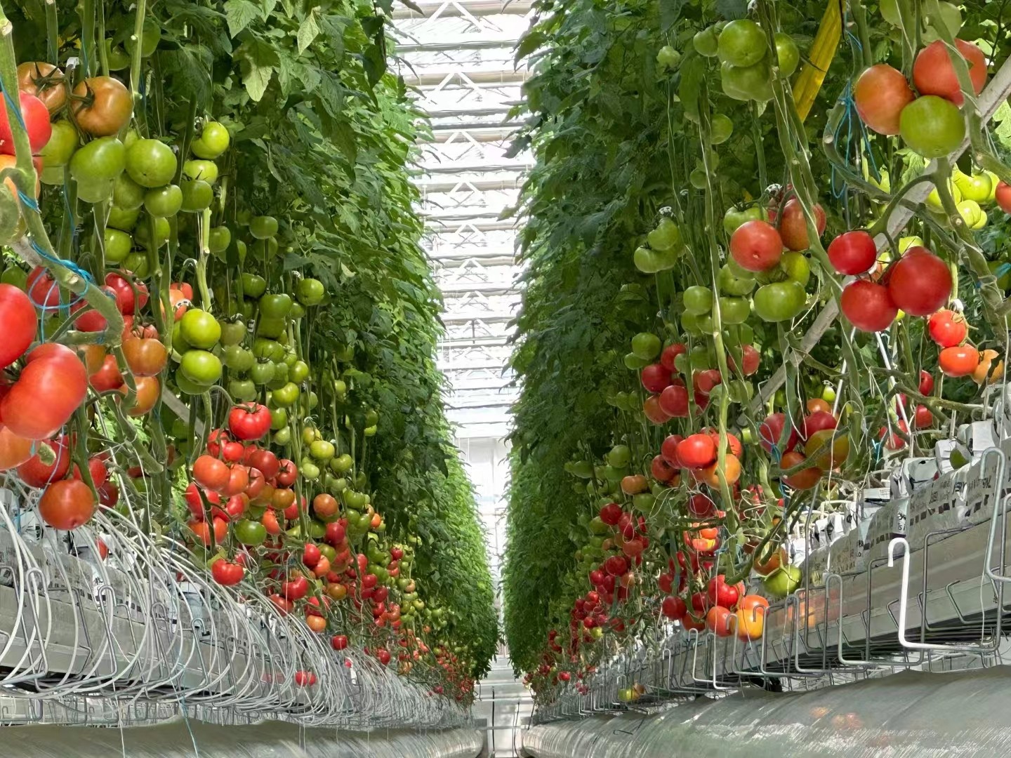 venlo greenhouse venlo greenhouse