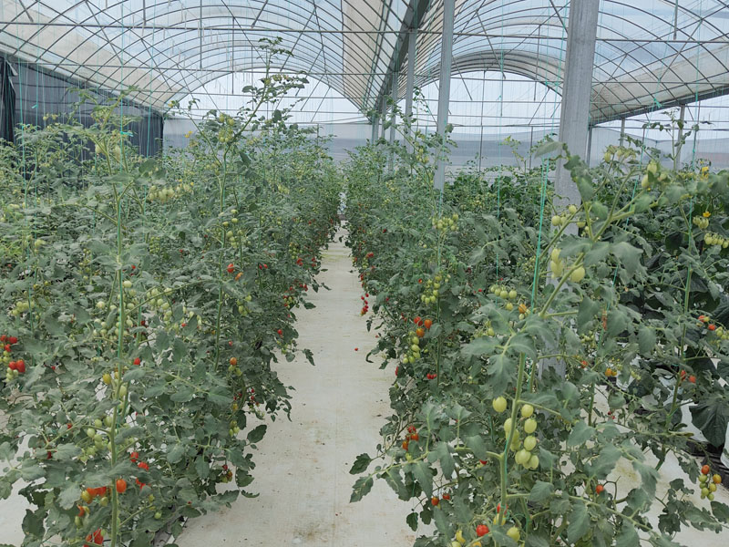 film greenhouse