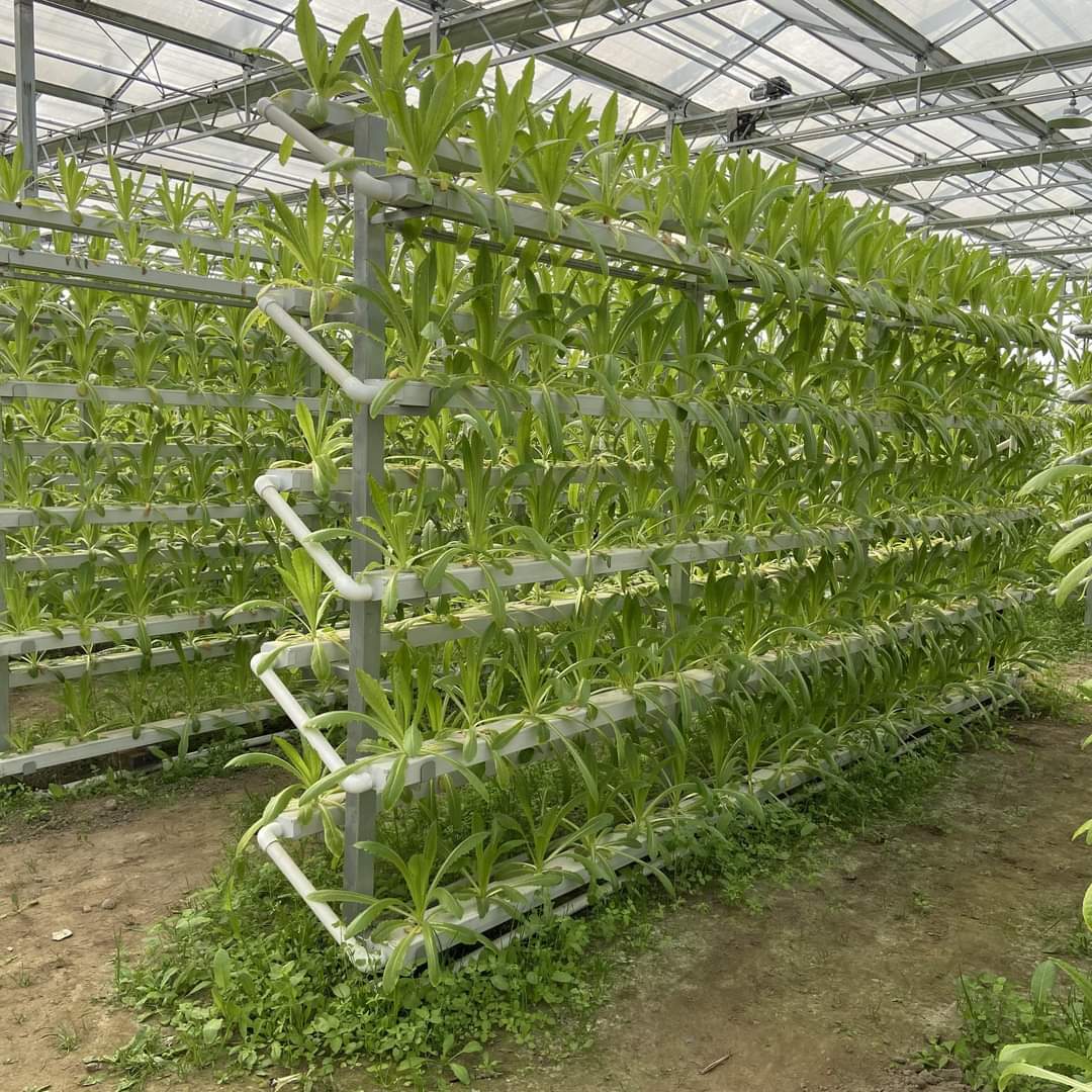 greenhouses and hydroponic systems