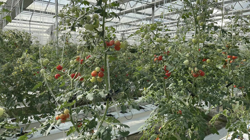 greenhouseuses hydroponic system