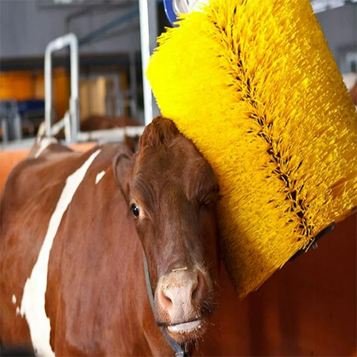 cow brush cow brush