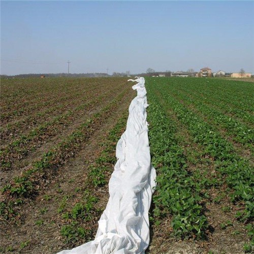 Extra Wide Frost Protection Nonwoven Fabric Manufacturers, Extra Wide Frost Protection Nonwoven Fabric Factory, Supply Extra Wide Frost Protection Nonwoven Fabric