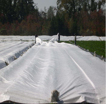 Wholesale 100%pp nonwoven fabric for agriculture cover weed control mat Manufacturers, Wholesale 100%pp nonwoven fabric for agriculture cover weed control mat Factory, Supply Wholesale 100%pp nonwoven fabric for agriculture cover weed control mat