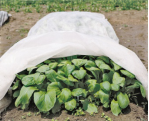 Biodegradable 100% PP Spunbond Nonwoven Fabric