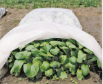 agriculture nonwoven fabric