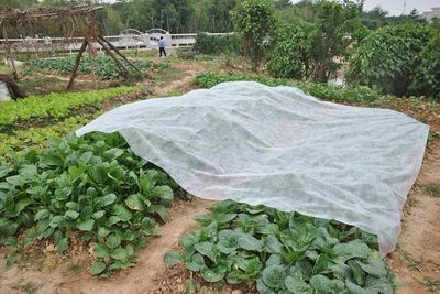 3% UV resistant agriculture nonwoven fabric for massive coverage and protection