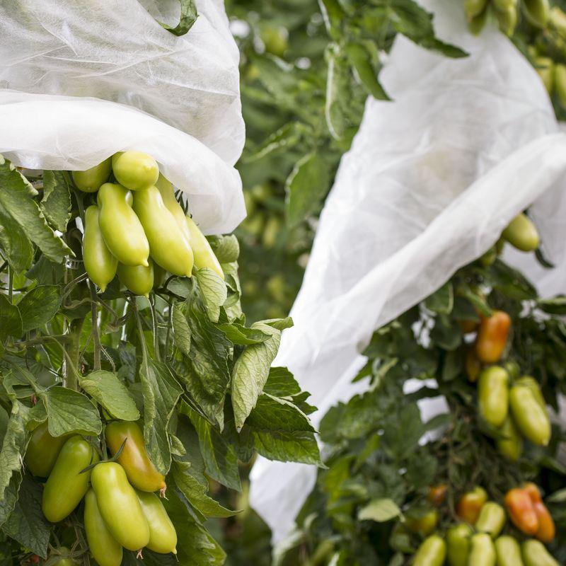 农业水果保护无纺布香蕉袋188abc金博宝