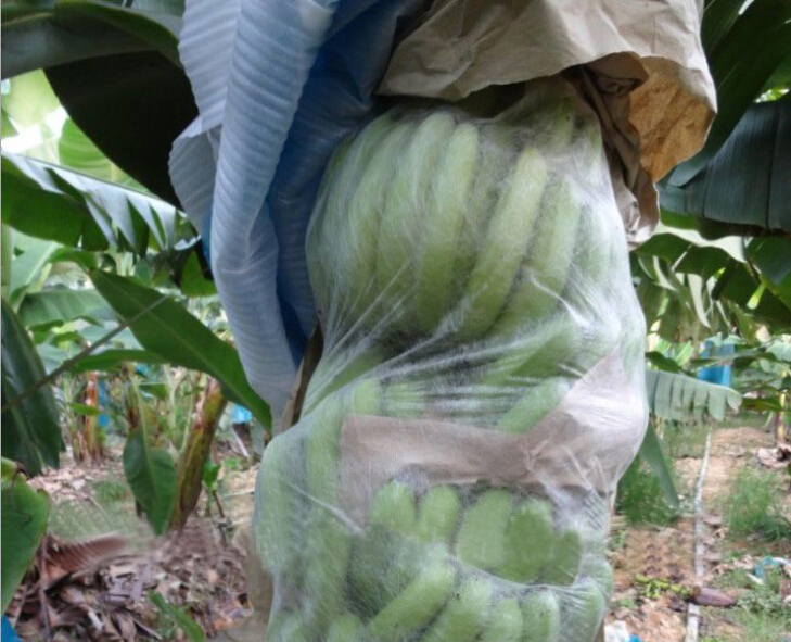 Agriculture fruit protect nonwoven fabric banana bags