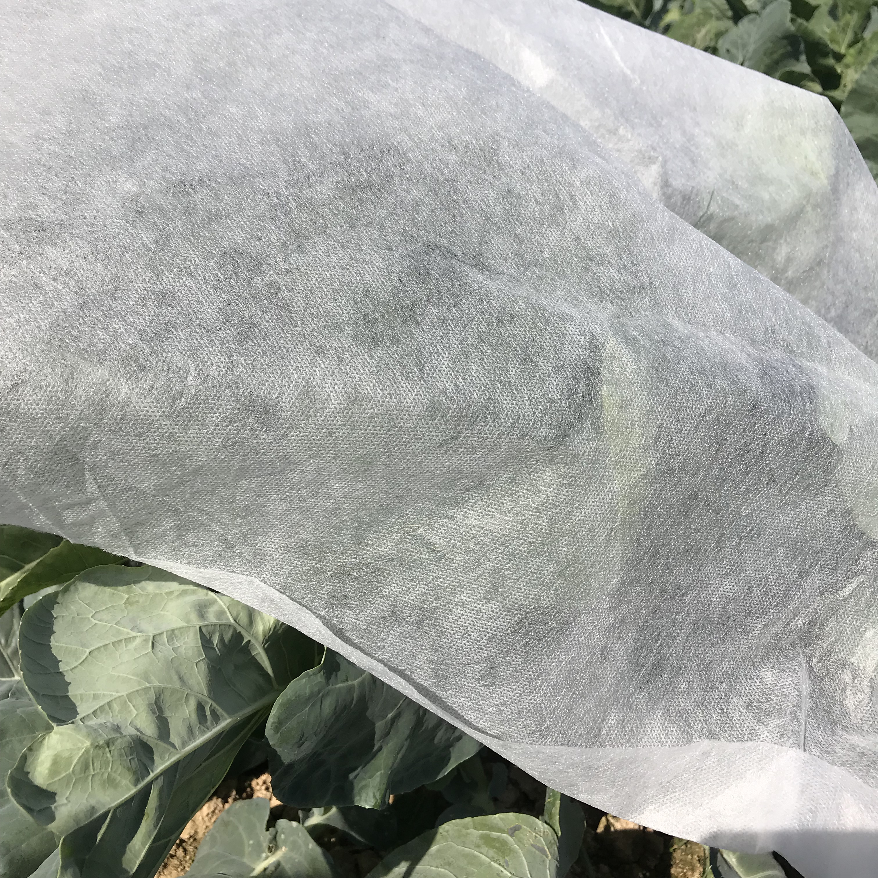 Spunbonded non-woven fabric white agricultural cover thermal insulation non-woven fabric greenhouse planting connected