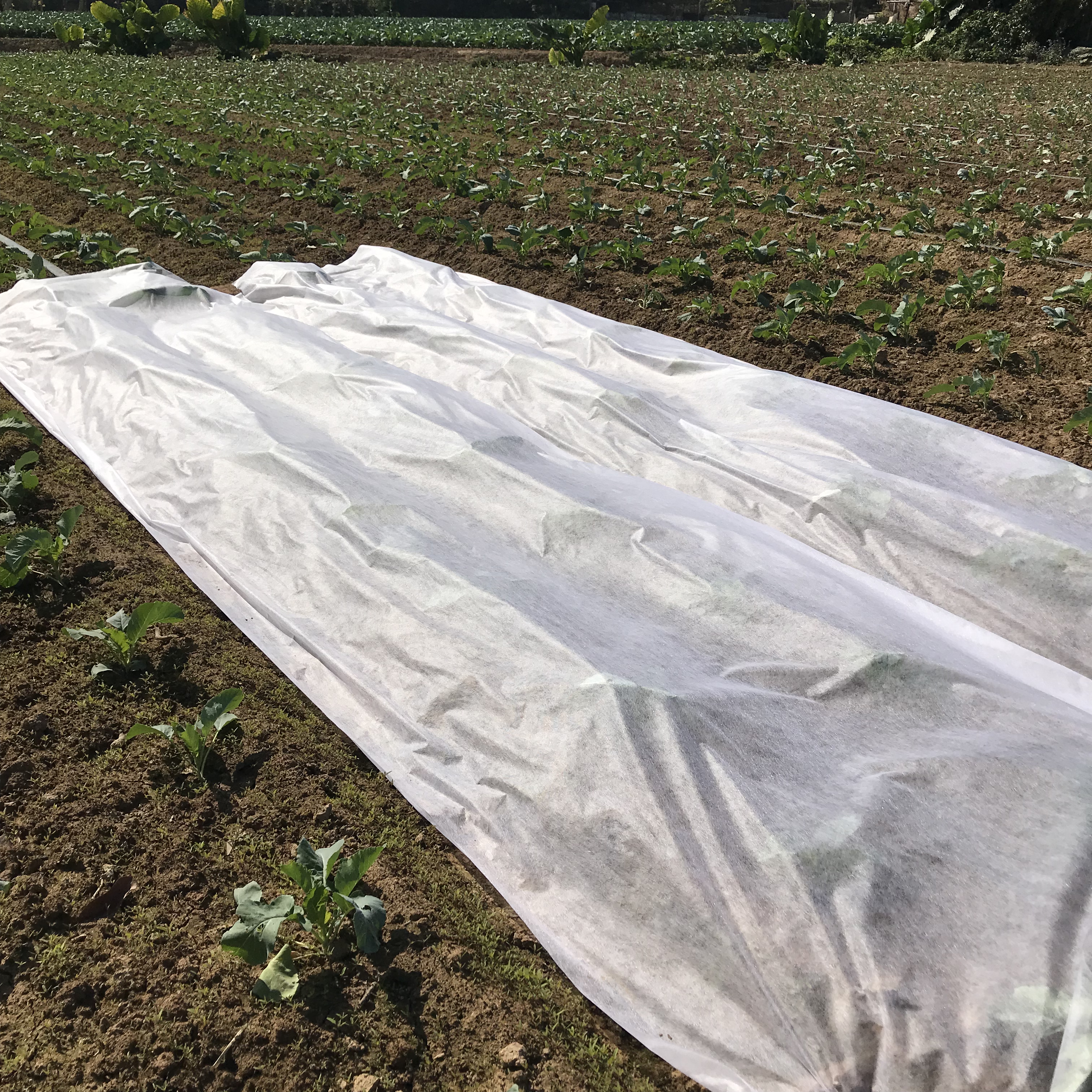 White weed control fabric agriculture thermal insulation covering planting agricultural greenhouse non-woven fabric