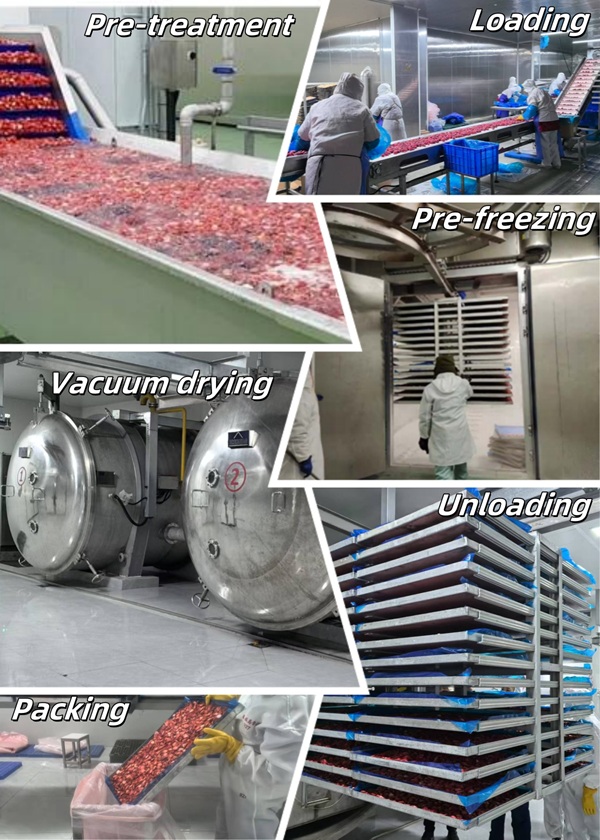 Tray freeze-drying equipment Tray freeze-drying equipment