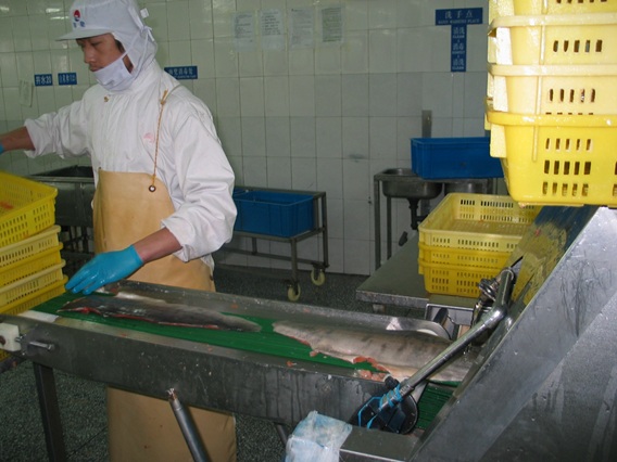 Fish skinning machine