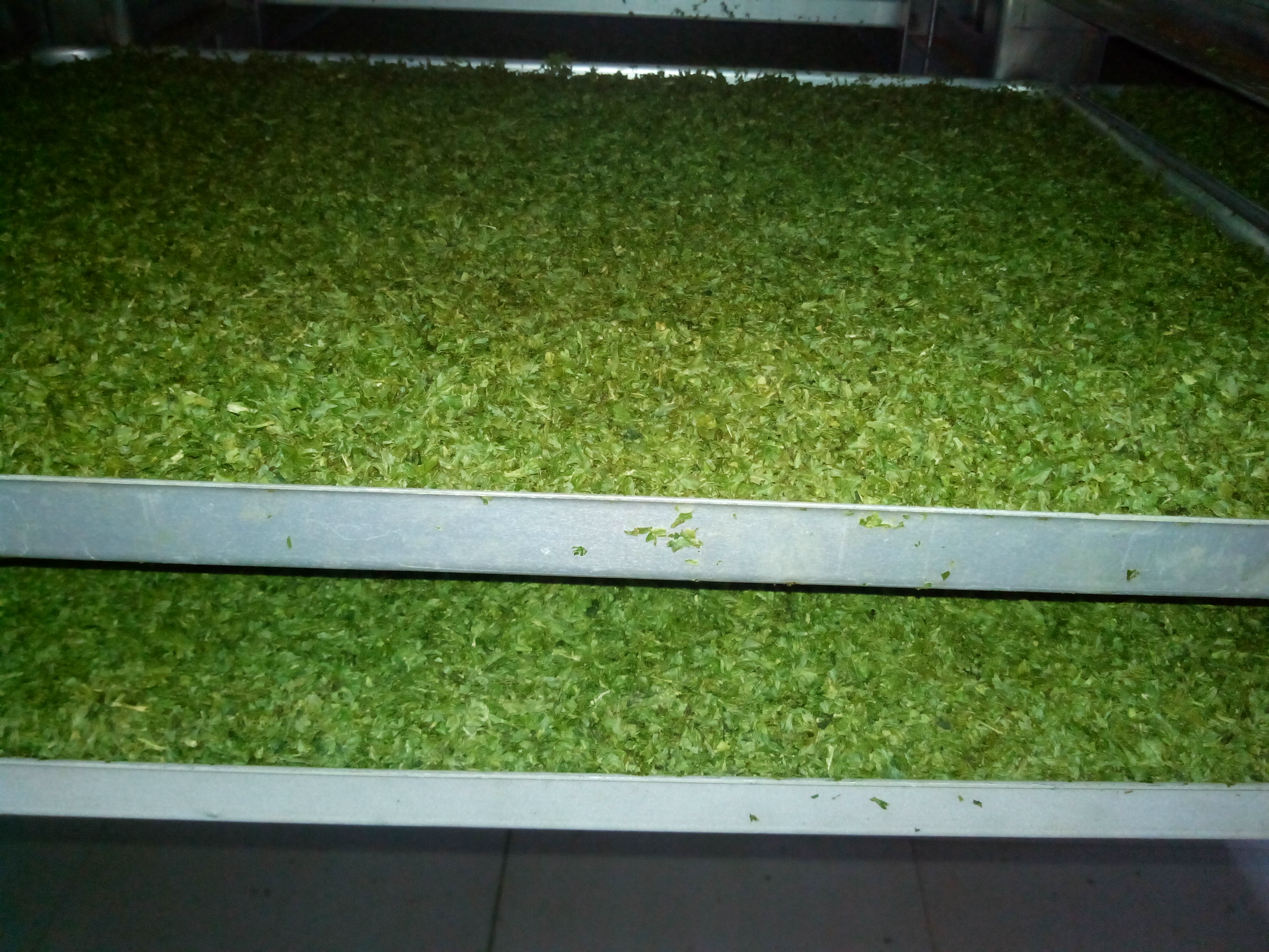 1650 Kgs Batch Vegetable Lyophilizer