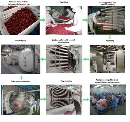 Commercial freeze drying machine Commercial freeze drying machine