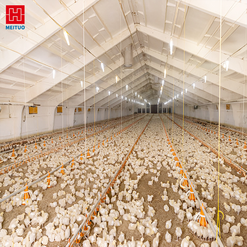 Steel Chicken Farm House