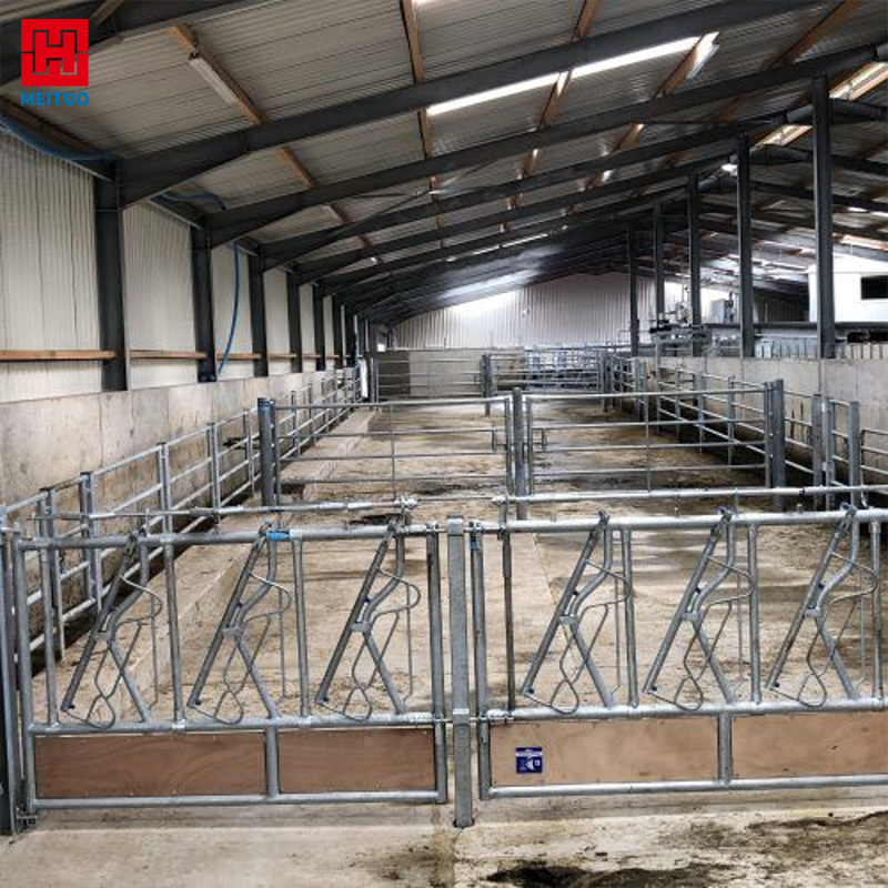 Metal Building Cow Farm Steel Structure