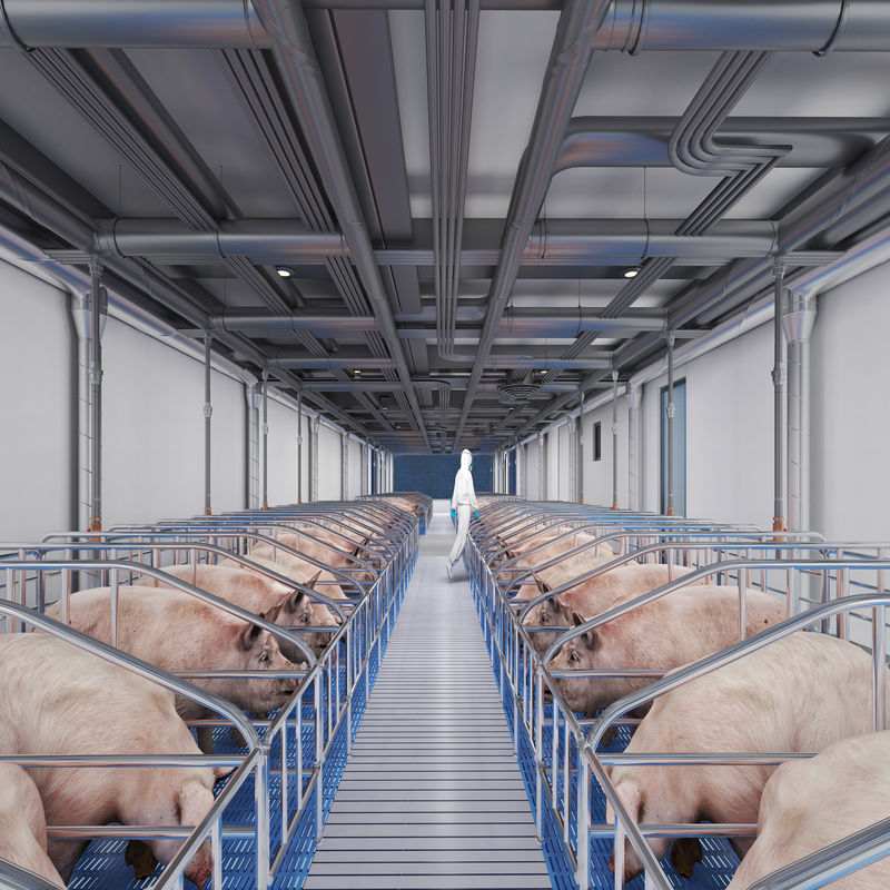 Estrutura de aço para fazenda de gado de construção metálica