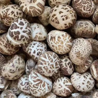 Cogumelos Flor Branca Pérola Premium